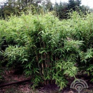 Bamboe | Fargesia murieliae 'Jumbo'