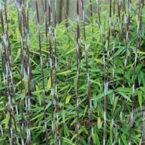Bamboe | Fargesia nitida 'Black Pearl'