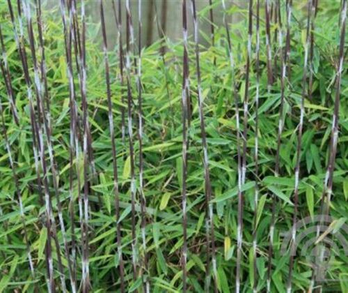 Bamboe | Fargesia nitida 'Black Pearl'