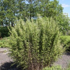 Bamboe | Fargesia nitida 'Volcano'