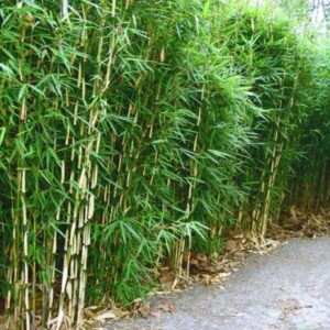 Fargesia robusta 'Campbell'
