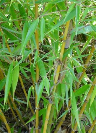 Bamboe | Fargesia robusta 'Wolong'