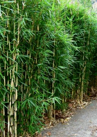 Bamboe | Fargesia robusta