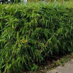 Fargesia rufa | Bamboe