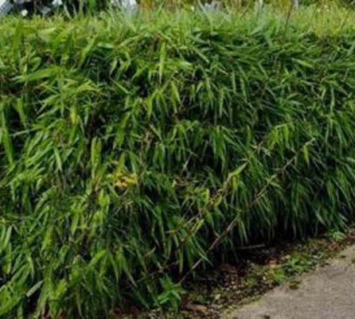 Fargesia rufa | Bamboe