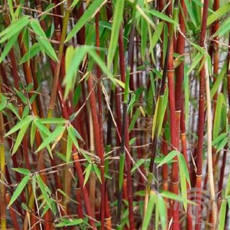 Bamboe | Fargesia scabrida 'Asian Wonder'
