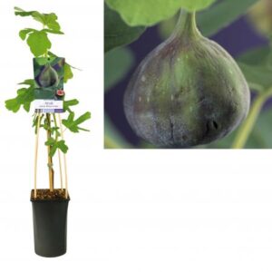 Vijg | Ficus carica 'Brown Turkey'