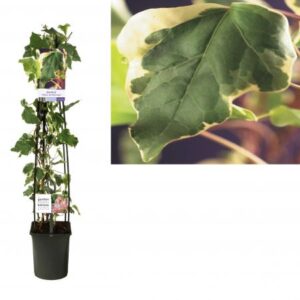 Klimop | Hedera alg. 'Gloire de Marengo'