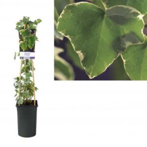 Klimop | Hedera helix 'Glacier'