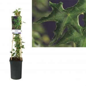 Klimop | Hedera hel. 'Ivalace'
