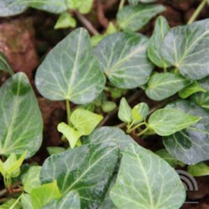 Klimop | Hedera hel. 'Natasja'