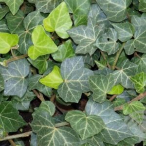 Klimop | Hedera hel. 'Woerner'