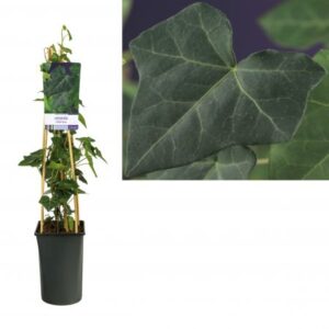 Ierse klimop | Hedera hibernica