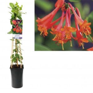 Kamperfoelie | Lonicera brownii 'Dropmore Scarlet'