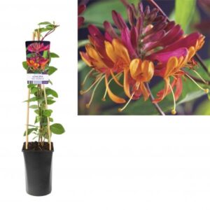 Kamperfoelie | Lonicera heckr. 'Goldflame'