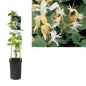 Japanse kamperfoelie | Lonicera jap. 'Hall's Prolific'