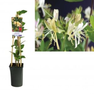 Wilde kamperfoelie | Lonicera periclymenum 'Belgica Select'