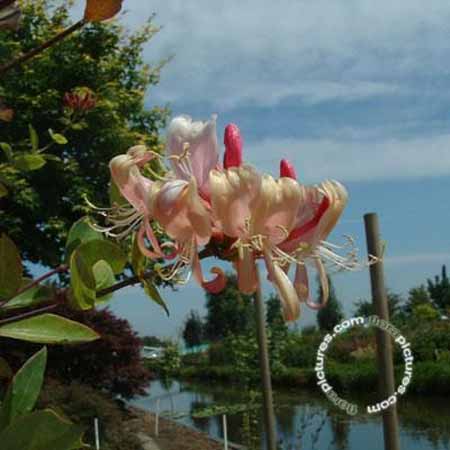 Kamperfoelie | Lonicera periclymenum 'Belgica'