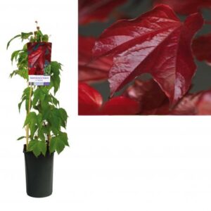 Oosterse Wingerd | Parthenocissus Tr. 'Veitchii'