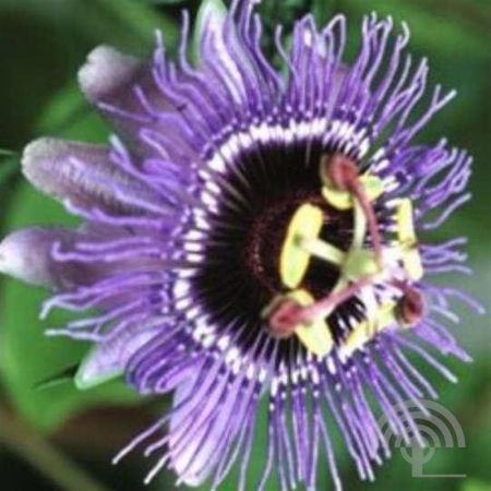 Passiebloem | Passiflora 'Purple Rain'
