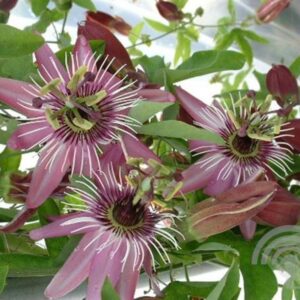 Passiebloem | Passiflora 'Victoria'
