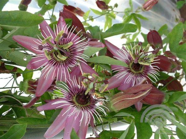 Passiebloem | Passiflora 'Victoria'