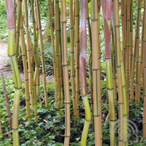 Reuzenbamboe | Phyllostachys aureosulcata 'Spectablis'