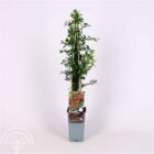 Vuurdoorn | Pyracantha 'Orange Glow'