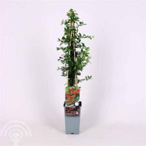 Vuurdoorn | Pyracantha 'Orange Glow'