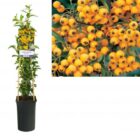 Vuurdoorn | Pyracantha 'Soleil d'Or' | In pot | Hoogte 75cm Vuurdoorn | Pyracantha 'Soleil d'Or'