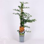 Vuurdoorn | Pyracantha 'Soleil d'Or' | In pot | Hoogte 75cm Vuurdoorn | Pyracantha 'Soleil d'Or'