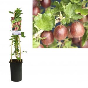 Kruisbes | Ribes u.-c. 'Hinnonmäki Röd'