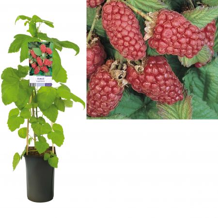 Loganbes | Rubus 'Loganberry'
