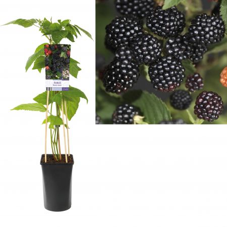 Doornloze braam | Rubus frut. 'Black Satin'