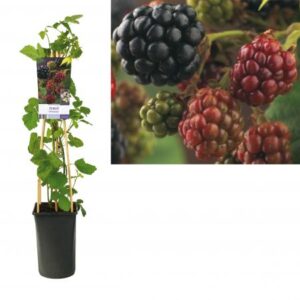 Braam | Rubus frut. 'Himalaya'