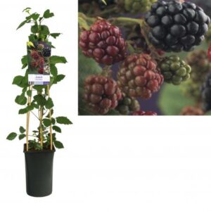 Doornloze braam | Rubus frut. 'Thornfree'