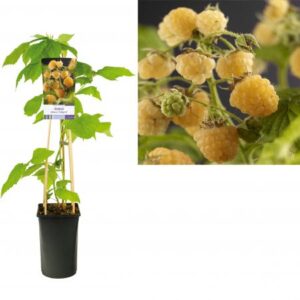 Gele herfstframboos | Rubus idaeus 'Fallgold'