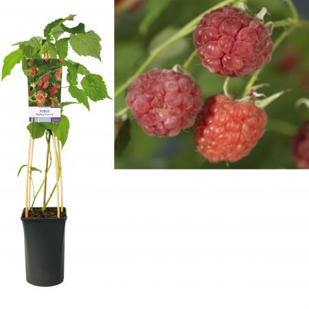 Zomerframboos | Rubus idaeus 'Malling Promise'