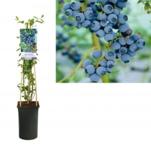Blauwe bes | Vaccinium cor. 'Goldtraube'