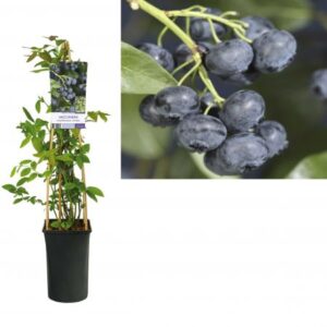 Blauwe bes | Vaccinium cor. 'Jersey'