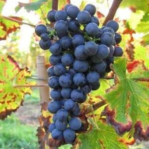 Druif | Vitis 'Regent'
