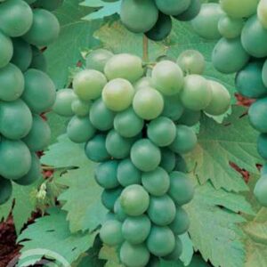 Druif | Vitis 'Riesling'