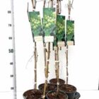 Druif | Vitis 'Vroege van der Laan'