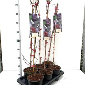 Sierdruif | Vitis vinifera 'Purpurea'