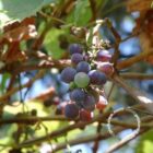 Sierdruif | Vitis vinifera 'Purpurea'