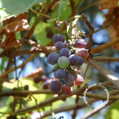 Sierdruif | Vitis vinifera 'Purpurea'