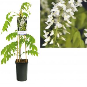 Blauwe regen - wit | Wisteria floribunda 'Alba'