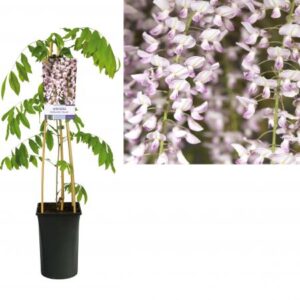 Blauwe regen - roze | Wisteria floribunda 'Rosea'