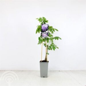 Blauwe regen | Wisteria sinensis 'Prolific'