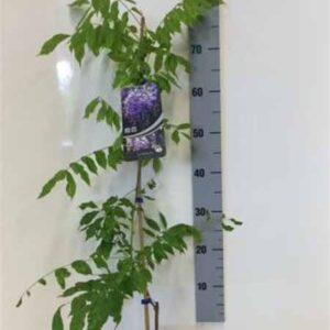 Blauwe regen | Wisteria sinensis 'Prolific'